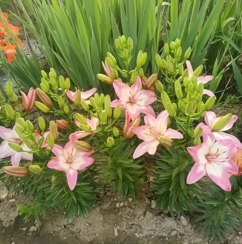 Autumn lilies