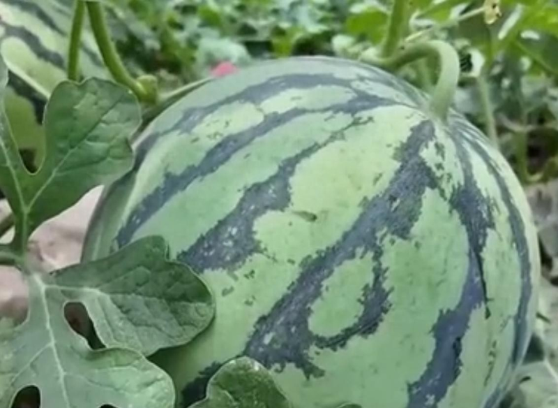 Branding of watermelon consumption trends