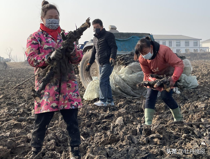 The technique used to plant the mud is the method used to plant it