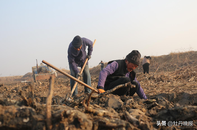 The technology used to plant the mud in cao county