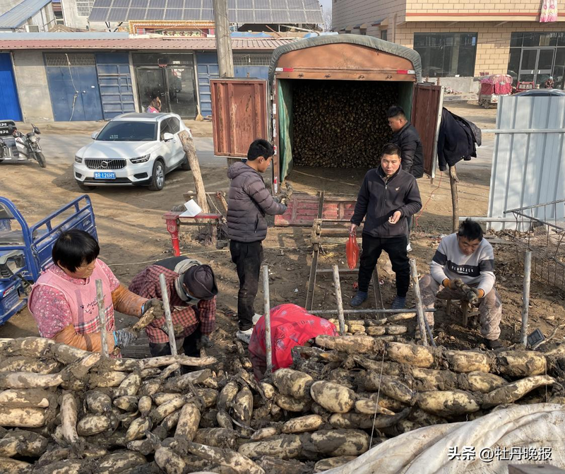 The technique used to plant the mud is the method used to plant it