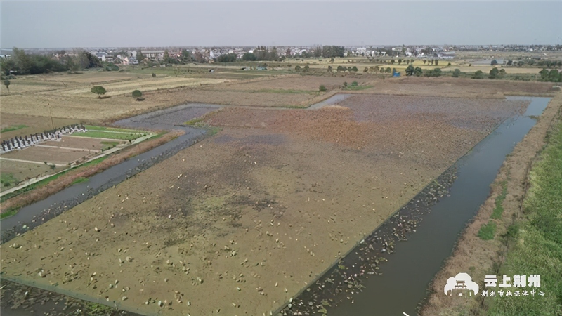 High-impact eco-culture techniques for the cultivation of mudslides — lichens and mudslides — lily-planting techniques and management
