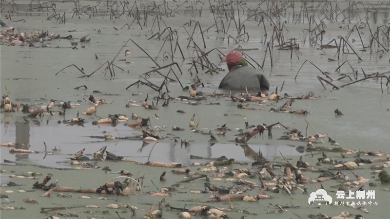 High-efficiency eco-culture techniques for the cultivation of mudslides and for the management of lumbers and lumbers