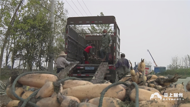 High-efficiency eco-planting techniques for lichen and mudskines — lichen-planting techniques and management — lichen-planting techniques