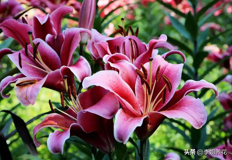 The method of planting lilies   lilies for planting flowers   how the lilies grow video