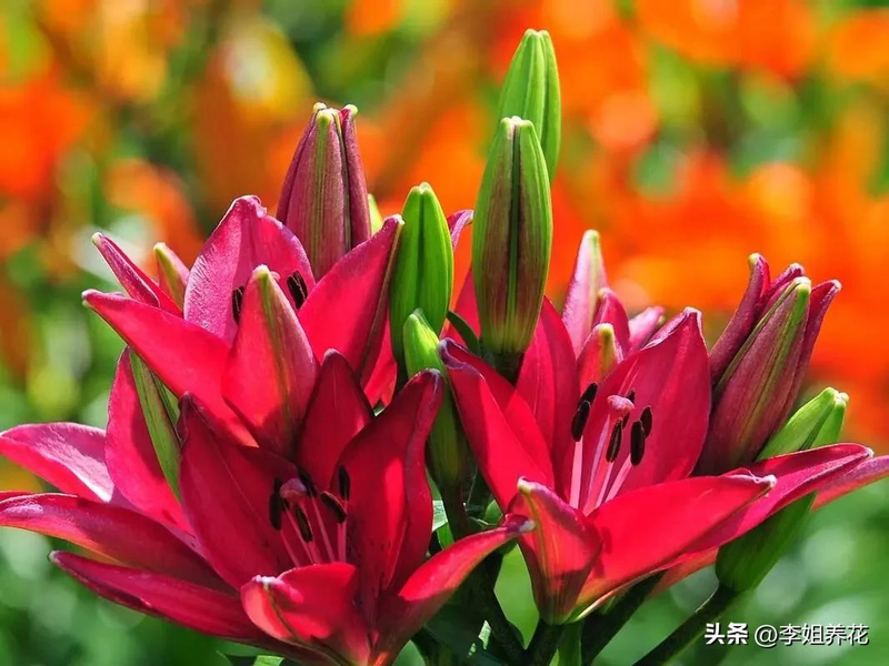 The lilies grow the flowers by mapping how to grow them. The method of planting lilies