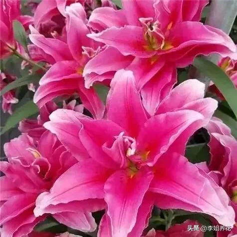 Lily's way of planting the plume. How the lilies grow video