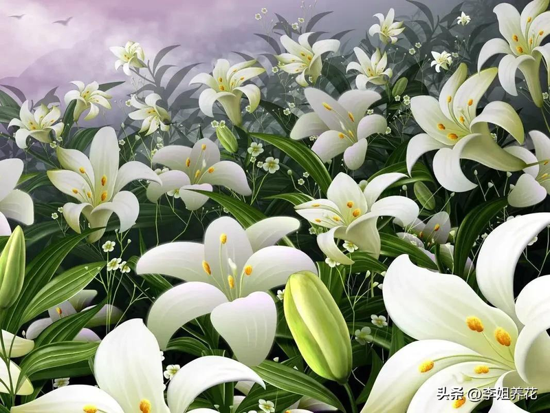 The method of planting lilies   lilies for planting flowers   how the lilies grow video