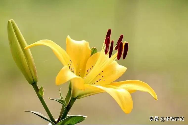 A video on how lilies grow. The method of planting lilies