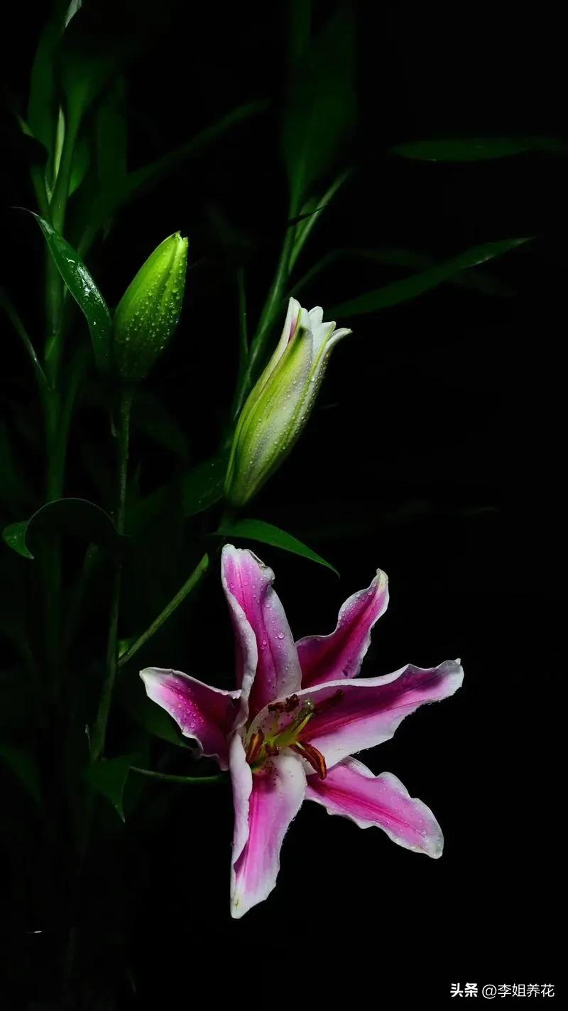 Lily's way of planting the plume. How the lilies grow video