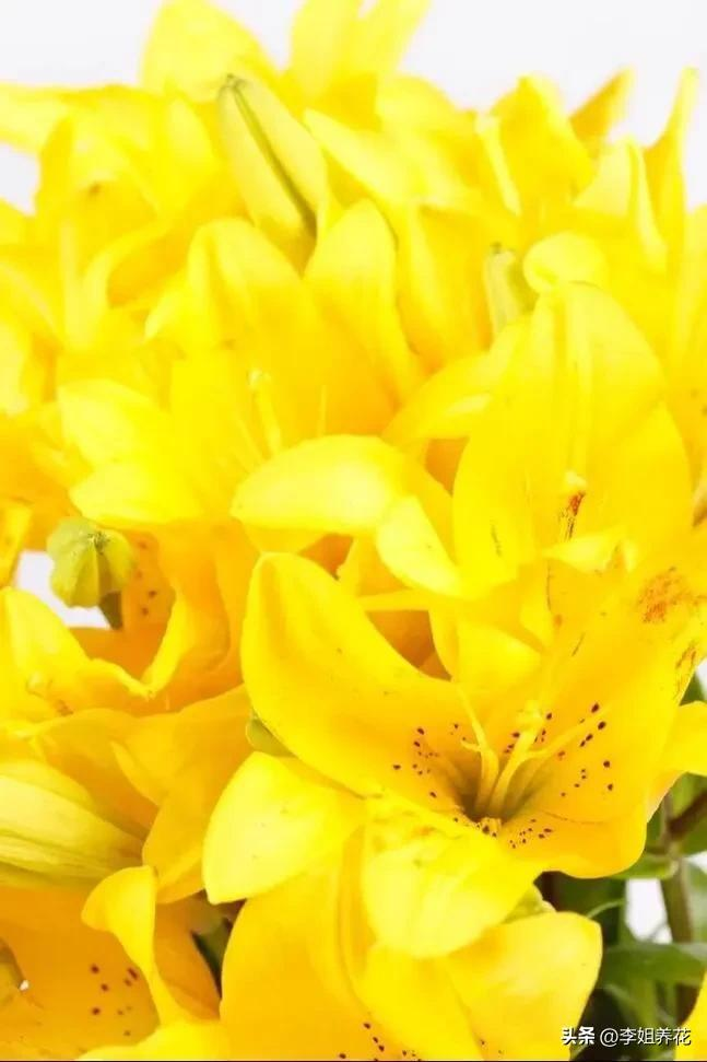 A video on how lilies grow. The method of planting lilies