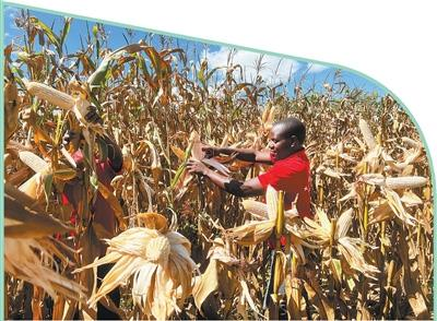 Where do you learn to eat bacterial cultivation