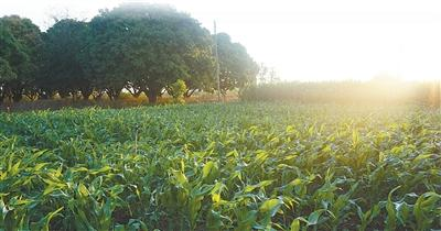 Where do you learn to eat bacterial cultivation? Learn