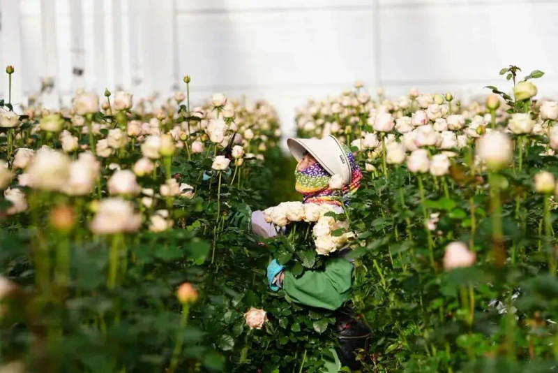 Where do you learn to plant edible bacteria? All