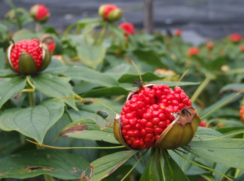 Where do you learn to plant edible bacteria? Learn