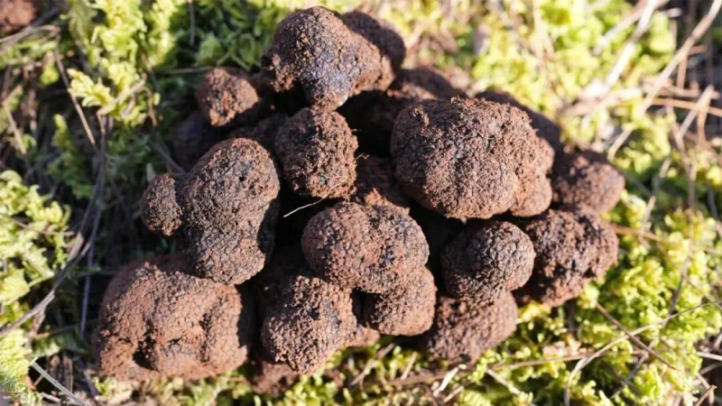 Cultivation of edible microbacterial techniques