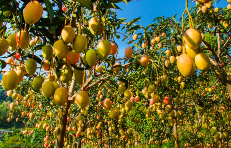 Where do you learn to plant edible bacteria? Learn