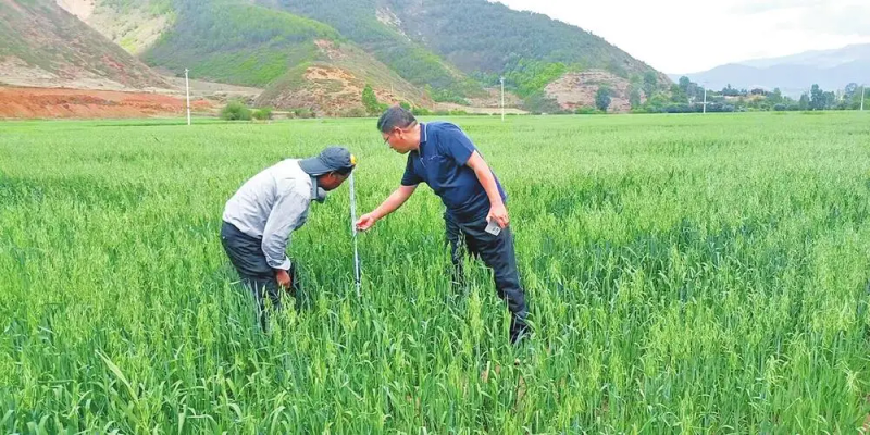 Bacillus cultivation — techniques for the cultivation of edible bacteria — where to edible bacteria cultivation techniques