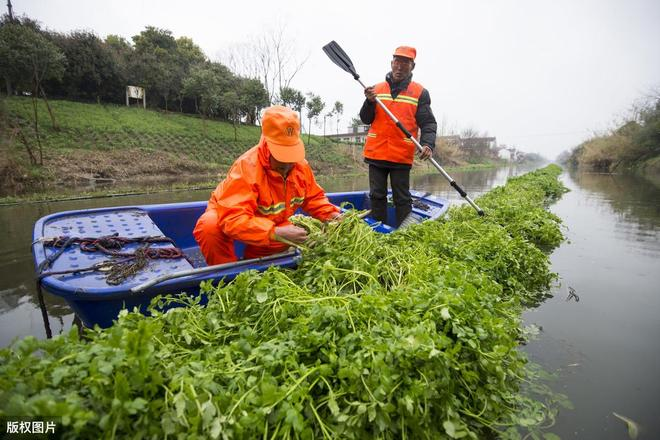 Serpentine dryland cultivation method   celery water cultivation   celery open-air water fertilizer management techniques
