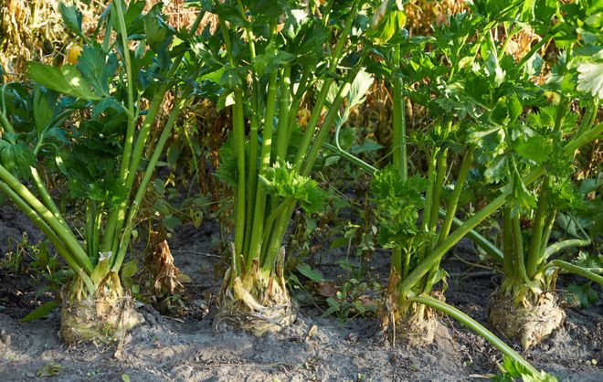 Celery open-air water fertilizer management techniques &mdash; celery dry farming methods &mdash; celery water cultivation