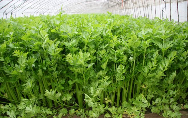 Serpentine dryland cultivation   celery open growing fertilizer management technology   celery on the water