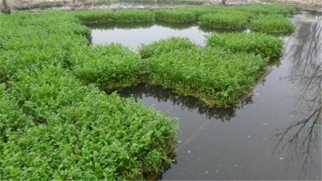 Serpentine dryland cultivation   celery open growing fertilizer management technology   celery on the water