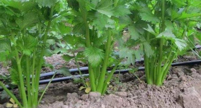 Celery open-air water fertilizer management techniques &mdash; celery dry farming methods &mdash; celery water cultivation