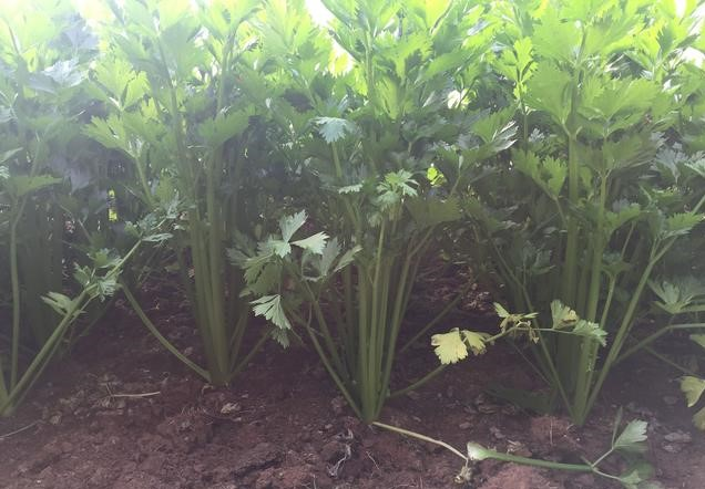 Celery seeding management celery planting techniques celery dry farming methods