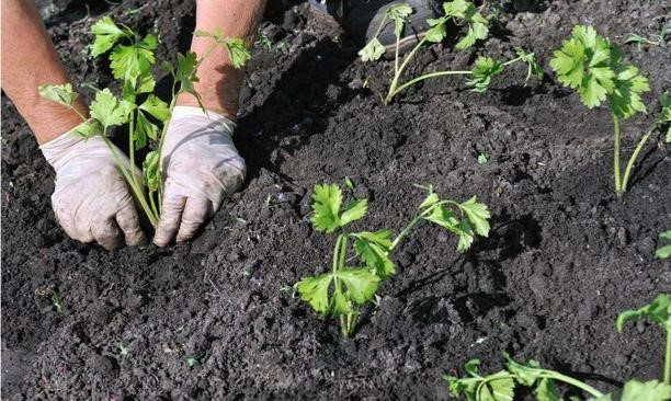 Serpentine dryland farming methods celery farming techniques celery planting management