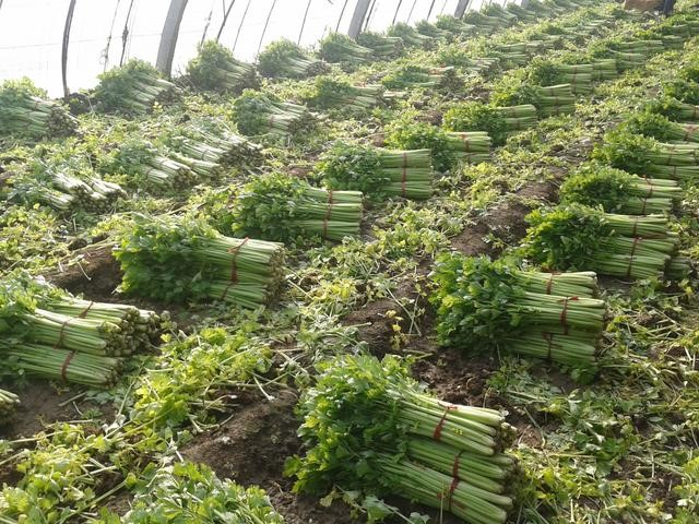 Celery seeding management celery dryland cultivation method celery cultivation techniques