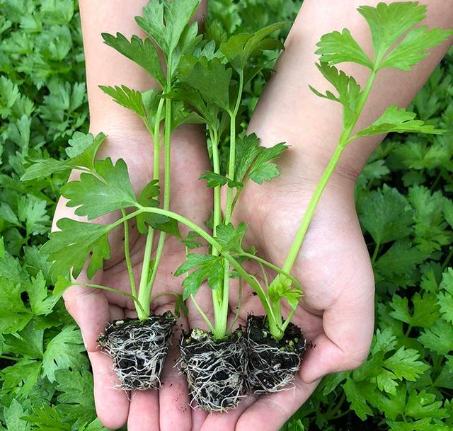 Photo 3 of the article