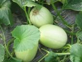 Melon improvement methods &mdash; melon cultivation techniques &mdash; melon farming techniques
