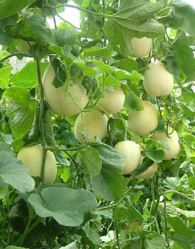 Plantation techniques for melons &mdash; melon techniques &mdash; methods to improve melon sweetness