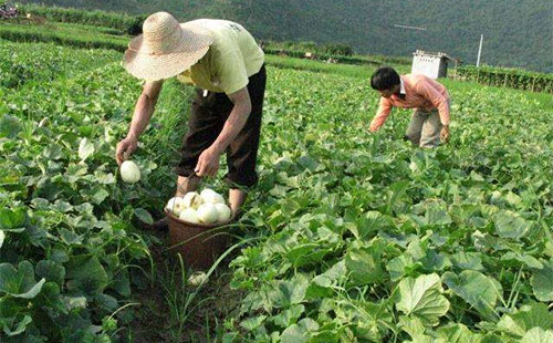 Plantation techniques for melons &mdash; melon techniques &mdash; methods to improve melon sweetness