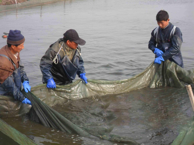 Lean farming techniques incorporate mud — mud farming techniques — mud farming methods