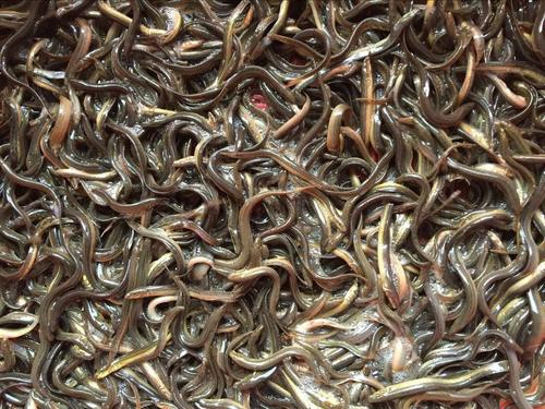 High-yield mud farming methods — mud farming techniques — lily growing techniques — mud breeding techniques