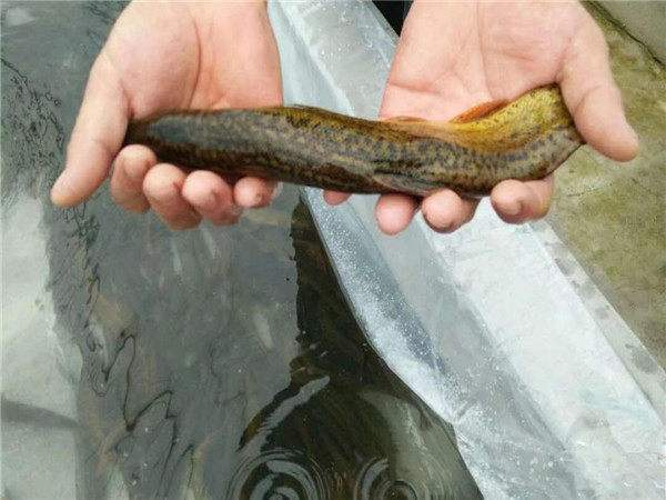 Mud farming techniques — mud farming methods — lichen farming techniques — mud farming techniques