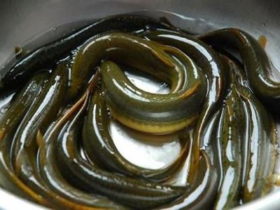 High-yield mud farming methods — lotus farming techniques — mud farming techniques