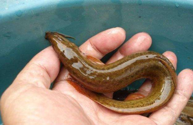 Mud farming technology — lotus farming techniques — mud farming methods