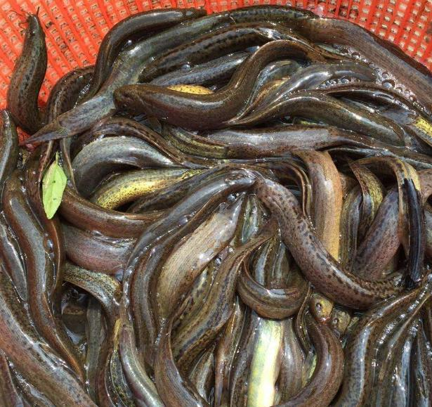 Lean-growing techniques for mud-planting