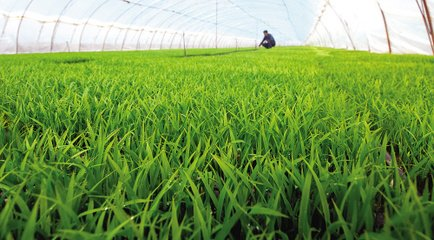 Rice spring planting techniques &mdash; paddy seed management methods &mdash; paddy cultivation methods
