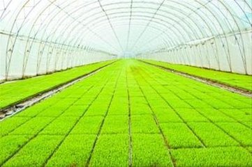 Rice spring planting techniques &mdash; rice cultivation methods &mdash; rice seed management methods