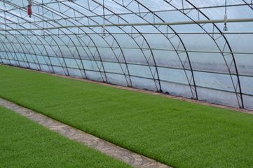 Rice spring planting techniques &mdash; paddy seed management methods &mdash; paddy cultivation methods