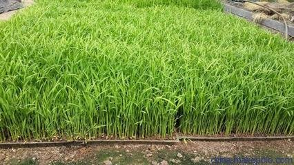 Rice spring planting techniques &mdash; rice cultivation methods &mdash; rice seed management methods