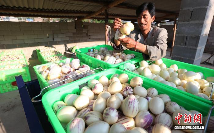 Articulator techniques and management techniques — articulator techniques — methods for growers