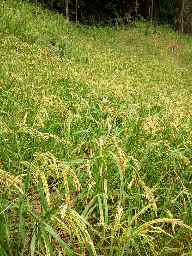 Finely seeded over time — method of rice cultivation — technical points for high-yield rice production