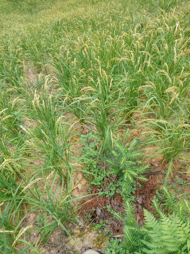Rice cultivation methods — technical points for high-yield rice production — precision seeding