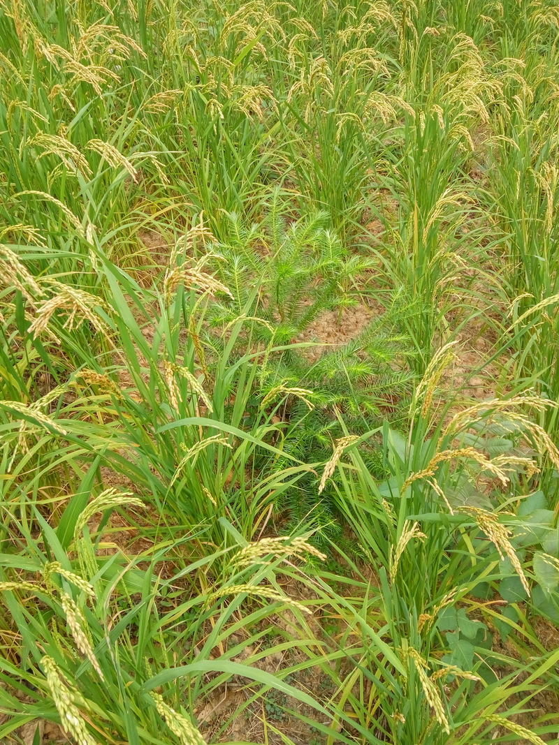 Finely seeded over time — method of rice cultivation — technical points for high-yield rice production