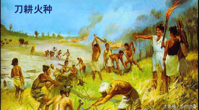 Traditional rice plugging methods rice cultivation methods history of rice cultivation in china