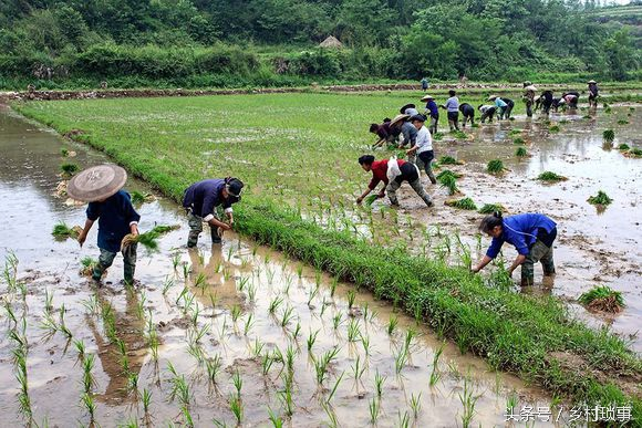 Traditional rice plugging methods rice cultivation methods history of rice cultivation in china